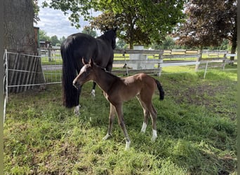 Oldenburg, Mare, 7 years, 16,1 hh, Smoky-Black
