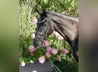 Oldenburg, Mare, 7 years, 16,1 hh, Smoky-Black
