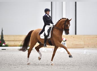 Oldenburg, Mare, 7 years, 16,2 hh, Black