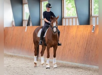 Oldenburg, Mare, 7 years, 16,2 hh, Chestnut