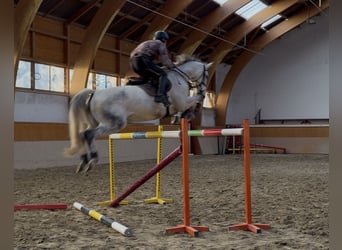 Oldenburg, Mare, 7 years, 16,2 hh, Grey