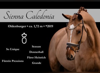 Oldenburg, Mare, 7 years, 16,3 hh, Chestnut-Red