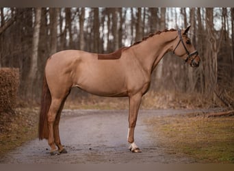 Oldenburg, Mare, 7 years, 16,3 hh, Chestnut-Red