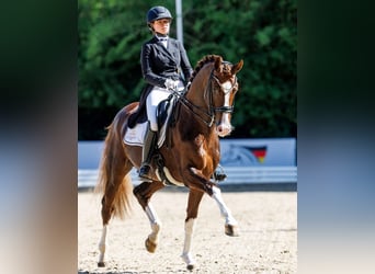 Oldenburg, Mare, 7 years, 17.1 hh, Black