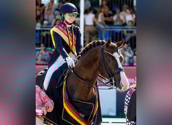 Oldenburg, Mare, 7 years, 17.1 hh, Black