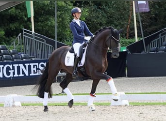 Oldenburg, Mare, 7 years, 17.1 hh, Black