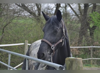 Oldenburg, Mare, 7 years, 17.1 hh, Black Oldenburg, Mare, 7 years, 17.1 hh, Black