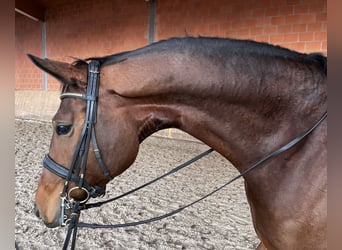 Oldenburg, Mare, 7 years, 17,1 hh, Brown