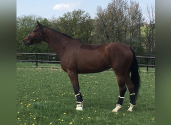 Oldenburg, Mare, 7 years, 17,1 hh, Brown