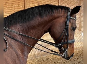 Oldenburg, Mare, 7 years, 17,1 hh, Brown