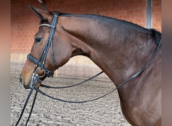 Oldenburg, Mare, 7 years, 17,1 hh, Brown