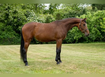 Oldenburg, Mare, 7 years, 17.2 hh, Bay