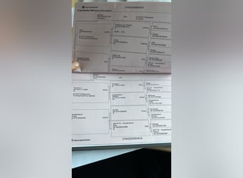 Oldenburg, Mare, 7 years, 17 hh, Bay-Dark