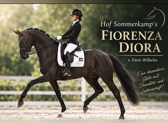 Oldenburg, Mare, 7 years, 17 hh, Black
