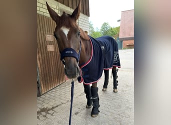 Oldenburg, Mare, 7 years, 17 hh, Chestnut