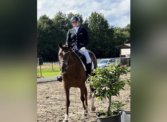 Oldenburg, Mare, 7 years, 17 hh, Chestnut