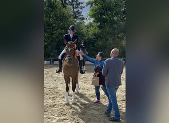 Oldenburg, Mare, 7 years, 17 hh, Chestnut