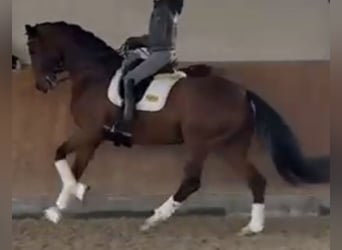 Oldenburg, Mare, 7 years, 17,1 hh, Brown