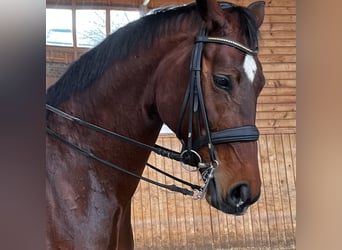 Oldenburg, Mare, 7 years, 17,1 hh, Brown