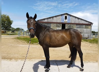 Oldenburg, Mare, 7 years, Bay-Dark
