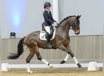 Oldenburg, Mare, 7 years, Brown