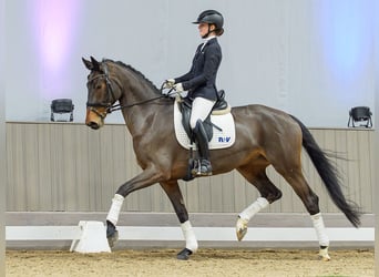 Oldenburg, Mare, 7 years, Brown