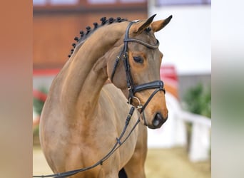 Oldenburg, Mare, 7 years, Brown