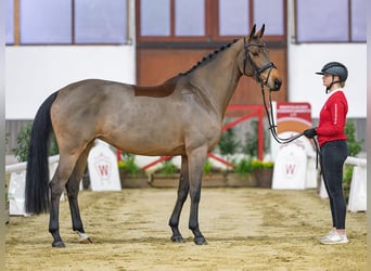 Oldenburg, Mare, 7 years, Brown