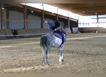 Oldenburg, Mare, 7 years, Grey