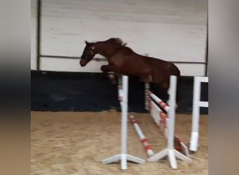 Oldenburg, Mare, 8 years, 15.2 hh, Chestnut