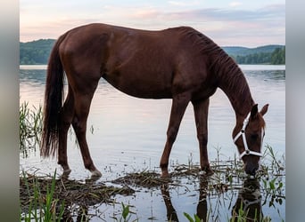 Oldenburg, Mare, 8 years, 15.2 hh, Chestnut-Red