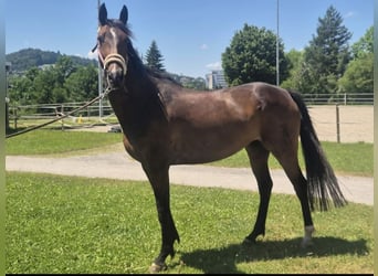 Oldenburg, Mare, 8 years, 15,2 hh, Brown