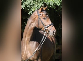 Oldenburg, Mare, 8 years, 16.1 hh, Bay-Dark