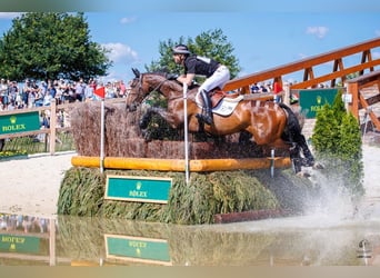 Oldenburg, Mare, 8 years, 16.1 hh, Bay-Dark