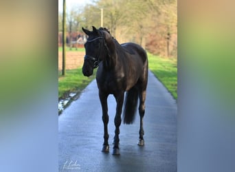 Oldenburg, Mare, 8 years, 16.1 hh, Black