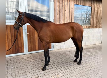 Oldenburg, Mare, 8 years, 16.1 hh, Brown