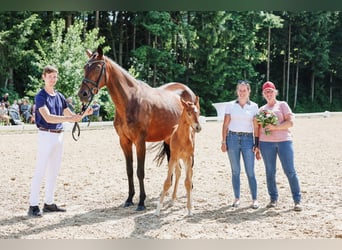 Oldenburger, Stute, 8 Jahre, 16,1 hh, Brauner