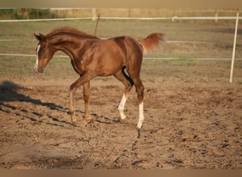 Oldenburg, Mare, 8 years, 16.1 hh, Chestnut