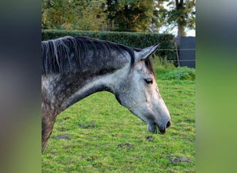 Oldenburg, Mare, 8 years, 16.1 hh, Gray-Dapple