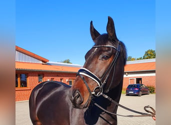 Oldenburg, Mare, 8 years, 16,1 hh, Smoky-Black