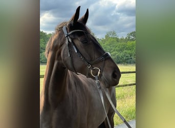 Oldenburg, Mare, 8 years, 16.1 hh, Smoky-Black