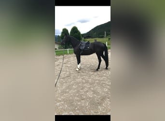 Oldenburg, Mare, 8 years, 16,2 hh, Black