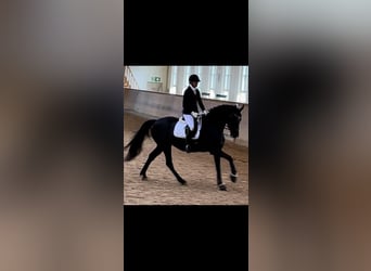 Oldenburg, Mare, 8 years, 16,2 hh, Black