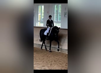 Oldenburg, Mare, 8 years, 16,2 hh, Black