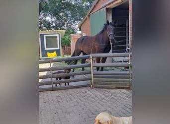 Oldenburg, Mare, 8 years, 16.2 hh, Black