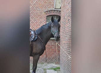 Oldenburg, Mare, 8 years, 16.2 hh, Black