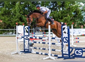 Oldenburg, Mare, 8 years, 16.2 hh, Brown