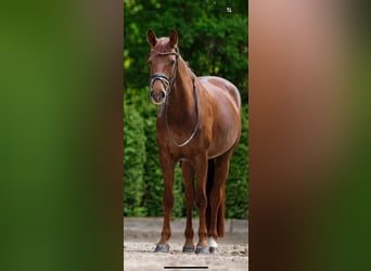 Oldenburg, Mare, 8 years, 16,2 hh, Chestnut