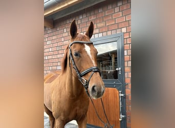 Oldenburg, Mare, 8 years, 16,2 hh, Chestnut-Red