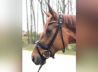 Oldenburg, Mare, 8 years, 16,2 hh, Chestnut-Red